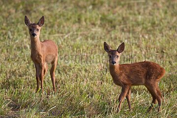 Young Roedeers in a meadow mowed Champagne France