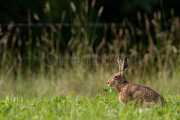 European hare in a meadow at spring France Champagne