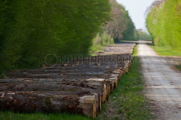Logs along a forest road Champagne France