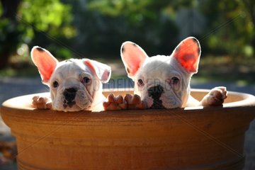 French Bulldog puppies in a flower pot