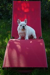 French Bulldog puppy on a red deck of garden