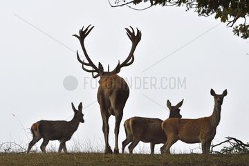 Red Deer (Cervus elaphus) male and his hind herd during the slaughter period  Haute-Saone  France