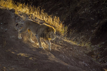 African lion (Panthera leo) in Kruger National park  South Africa