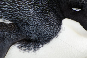 Adelie penguin (Pygoscelis adeliae) asleep on its nest  Antarctica