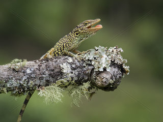 Anole lizard (Anolis huilae)  Tolima  Colombia