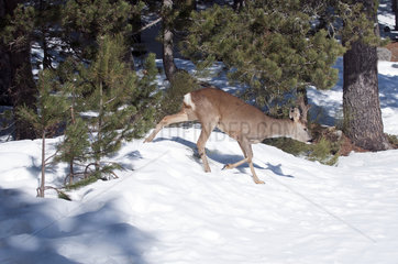 Roe deer (Capreolus capreolus) in winter  France