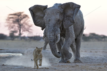 African Elephant (Loxodonta africa) loading a Lion (Panthera leo)  Nxai Pan National Park  Botswana