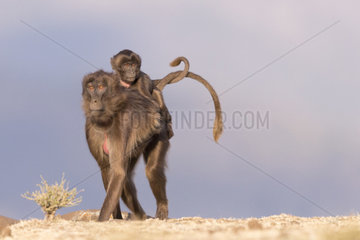 Gelada or Gelada baboon (Theropithecus gelada)  adult female with a baby  Debre Libanos  Rift Valley  Ethiopia  Africa