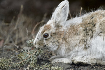Snowshoe hare (Lepus americanus) in spring  Denali National Park  Alaska