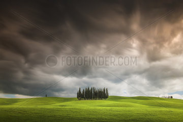 Cypres trees in Val d'Orcia  San Quirico d'Orcia  Siena  Tuscany  Italy