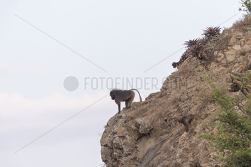 Gelada or Gelada baboon (Theropithecus gelada)  adult male  in the evening at the edge of the cliff before descending to protect against predators during the night  Debre Libanos  Rift Valley  Ethiopia  Africa