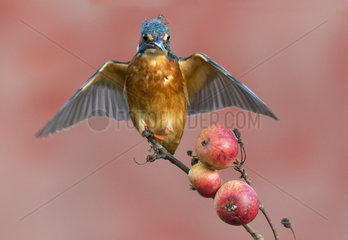 Kingfisher (Alcedo atthis) Female perched amongst crabapple  Autumn  England