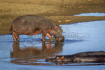 Hippopotamus (Hippopotamus amphibius) in Kruger National park  South Africa