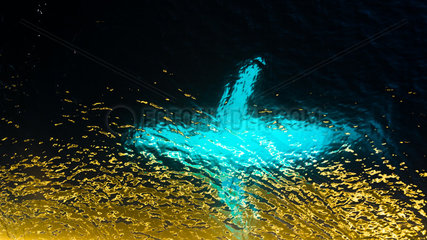 Humpback whale (Megaptera novaeangliae) adult in transparency with golden reflections in the Southern Ocean  Antarctic