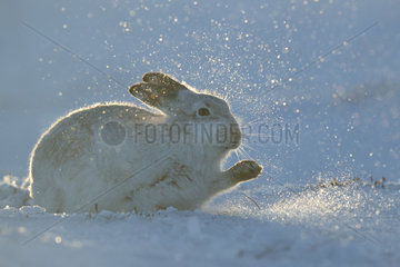 Mountain Hare (Lepus timidus). A Mountain Hare digs for food in the Cairngorms National Park  UK.