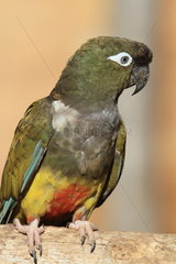 Burrowing Parrot (Cyanoliseus patagonus bloxami)
