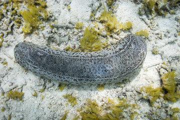 Leopard sea cucumber (Bohadschia argus) on detrital bottom  Lagoon of New Caledonia.