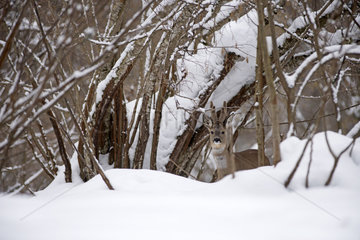 Roe deer (Capreolus capreolus) in velvet in winter  France