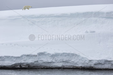 Polar bear (Ursus maritimus) walking in the snow  Spitsbergen  Svalbard.