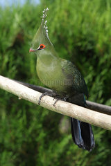 Schalow's Turaco (Tauraco schalowi) male on a branch