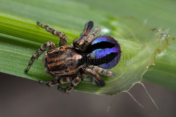 Peacock Jumping Spider (Maratus chrysomelas) male shot from above showing the beautiful colours of the abdomen  Australia