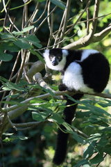White-belted Black-and-white Ruffed Lemur (Varecia variegata subcincta)