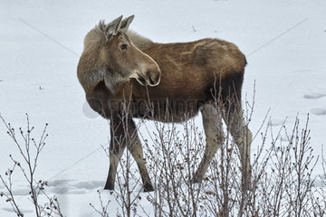 Moose (Alces alces) along the Richardson Highway near Delta Junction  Spring  Alaska