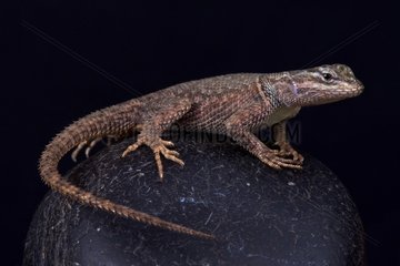 Yarrow's spiny lizard (Sceloporus jarrovii jarrovi)