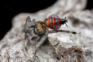 Peacock Jumping Spider (Maratus jactatus) male performing his courtship display for a female  southern QLD Australia.