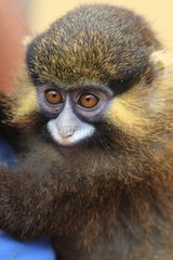 Moustached monkey (Cercopithecus cephus cephus)