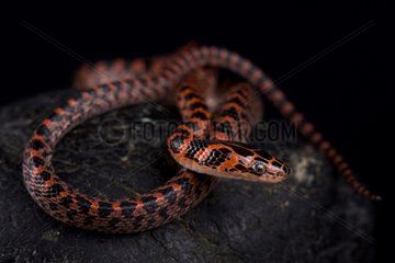 The Banded red snake (Lycodon rufozonatum ) is found across a large part of East Asia  from the Korean Peninsula in the north (and extending just into easternmost Russia) to northern Laos and Vietnam in the south the bulk of its range in found in eastern China.