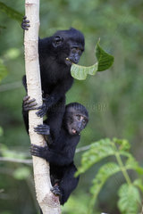 Young Celebes crested macaques (Macaca nigra) on a trunk  Tangkoko National Park  Sulawesi  Indonesia