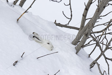Mountain Hare (Lepus timidus) in winter white coat  Alps  Switzerland.