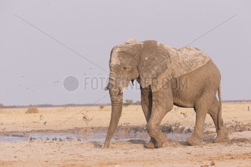 African bush elephant or African savanna elephant (Loxodonta africana)  around a water hole  Nxai pan national park  Bostwana