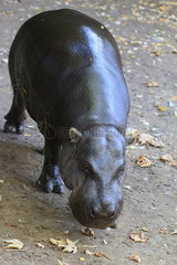 Pygmy Hippopotamus (Hexaprotodon liberiensis)