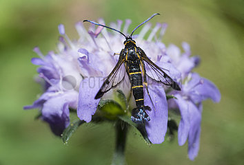 Clearwing moth (Synanthedon spuleri) on Knautia  Regional Natural Park of Northern Vosges  France