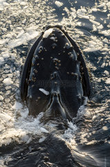 Humpback whale (Megaptera novaeangliae) emerging among small pieces of ice  Southern Ocean  Antarctica