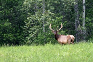 Elk at forest edge - British Columbia Canada