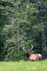 Elk at forest edge - British Columbia Canada