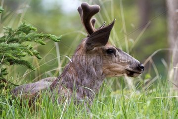 Portrait of White-tailed deer in the grass - Jasper Canada