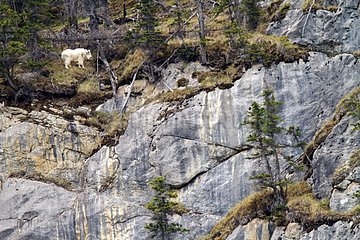 Rocky Mountain goat on cliff - Jasper Canada