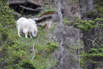 Rocky Mountain goat grazing - Jasper Canada