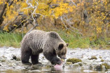 Young grizzly bear eating a sockeye salmon in Canada
