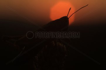 Silhouette of large golden grasshopper at sunset France