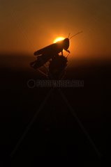 Silhouette of large golden grasshopper at sunset France