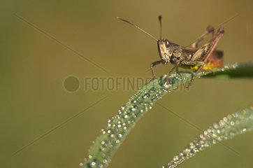 Upland Field Grasshopper on a leaf at dawn France
