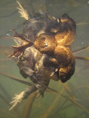 Common toads mating in a lake France