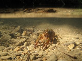 Red Swamp Crayfish in a river in Savoy