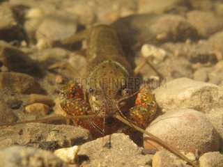 Red Swamp Crayfish in a river in Savoy