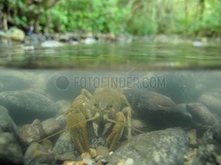 Stone Crayfish in a stream of river in the Haute Savoie